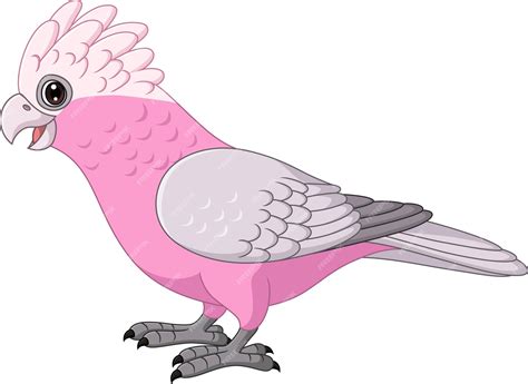 Premium Vector | Cartoon galah cockatoo parrots bird