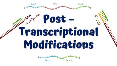 Post Transcriptional Modifications || mRNA processing || 5' Capping || Poly A Tail || Splicing ...