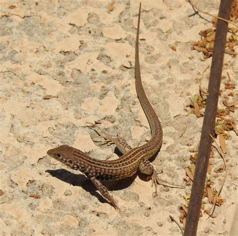 Checkered Whiptail -Cnemidophorus tesselatus- (20) | Animals, Lizard, Reptiles