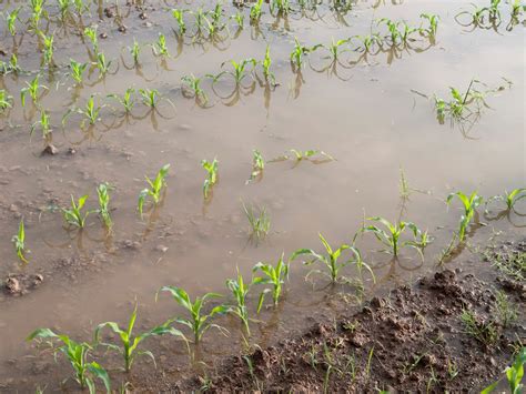 Disaster assistance available for flood affected farmers - Queensland ...