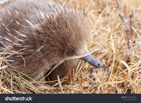 Echidna Baby: Over 124 Royalty-Free Licensable Stock Photos | Shutterstock