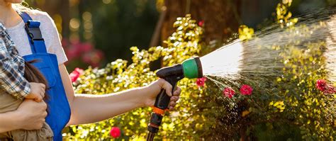 The Essential Guide to Watering Roses | Certified Nurseries