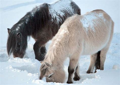 A Tale Of Yakutian Horses: One Of The Fastest Cases Of Adaptation To ...