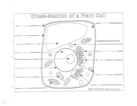 Unlabeled Plant Cell Diagram