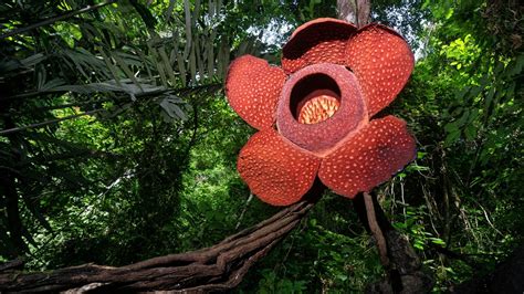 Bunga Raflesia Arnoldii Salah Satu Bunga Puspa Langka Indonesia