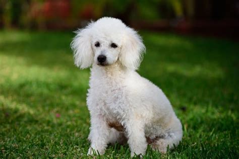 ¿Caniche y French Poodle son lo mismo? Conoce todo sobre estos perros ...