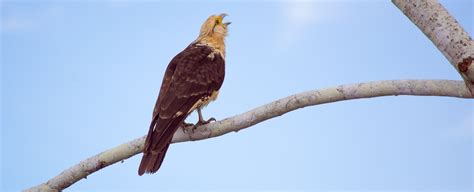 Peru Bird-watching Holidays | Geodyssey