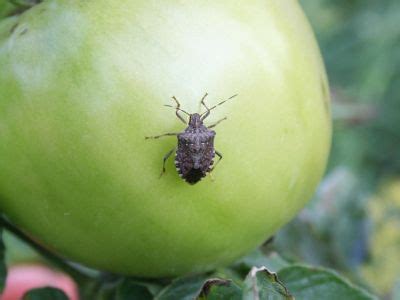 Do Stink Bugs Damage Tomatoes - How To Get Rid Of Leaf-Footed Bugs On ...