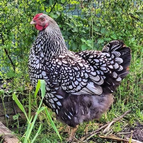 Silver Laced Wyandotte: Eggs, Height, Size and Raising Tips