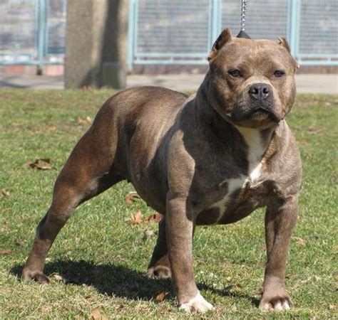 English Bulldog American Bully American Bulldog - Gimera