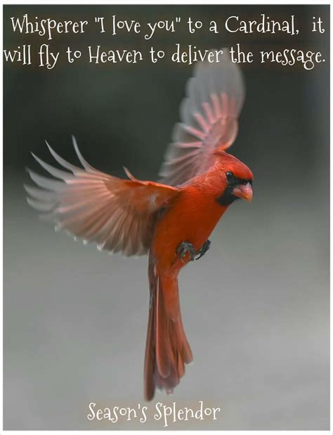 Red cardinal biblical meaning a symbolic sign from god – Artofit