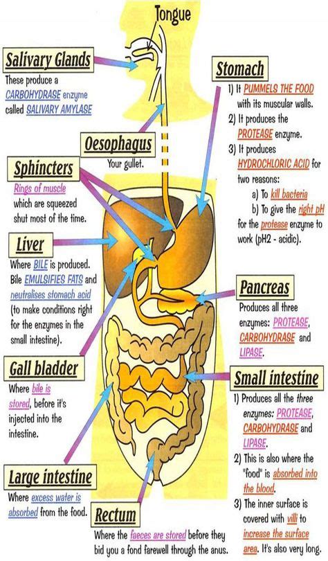 Cow Diagram Digestive System