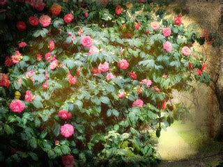 Camelia bush in February | I kid you not ..... texture by sk… | Flickr