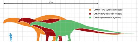 palaeontology - Size of Apatosaurus - Biology Stack Exchange