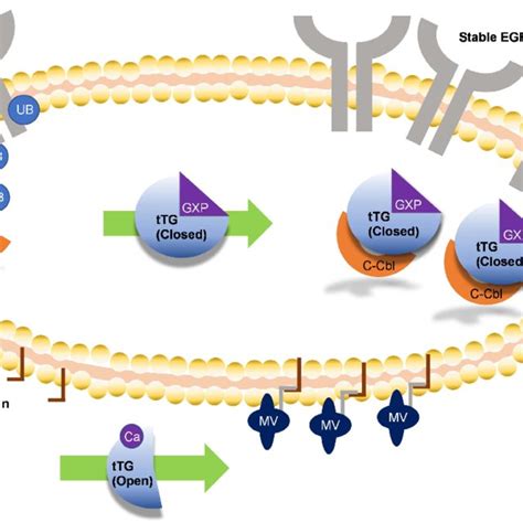 Structure of tissue transglutaminase. (A) Crystal structures of tTG in ...