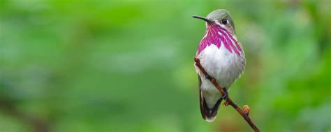 Cornell Lab of Ornithology: Become a Member