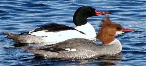 Common Merganser Duck, Vancouver Island, BC | Gohiking.ca