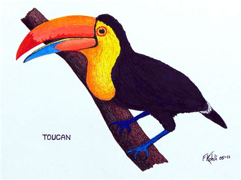 Toucan Drawing by Frederic Kohli - Fine Art America