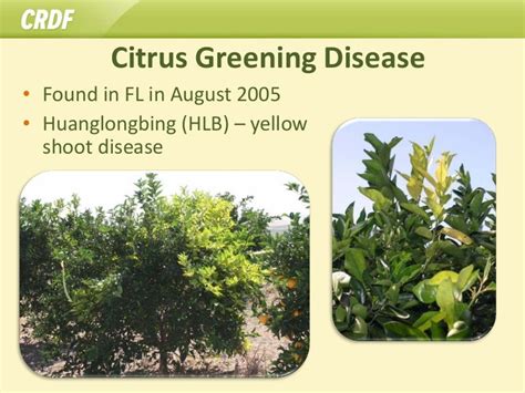 Citrus Greening Disease