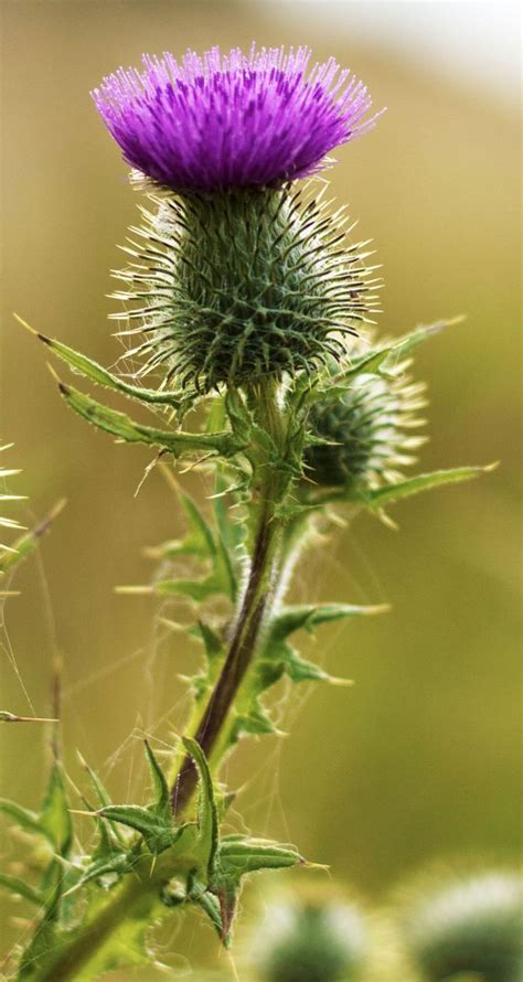 Thistle Flower | atelier-yuwa.ciao.jp