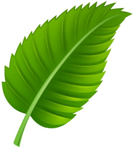 a green leaf on a white background