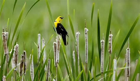 Environmental news: El Nino Modoki chews up the Pacific Coast and other signs of climate change ...