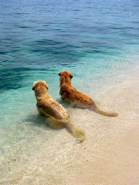 40 Cute and funny Pictures of Animals Enjoying Beach - Tail and Fur