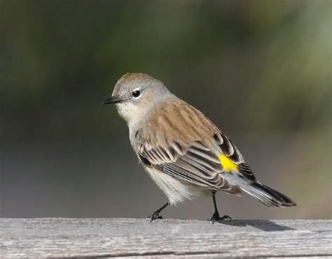 Yellow-rumped Warbler