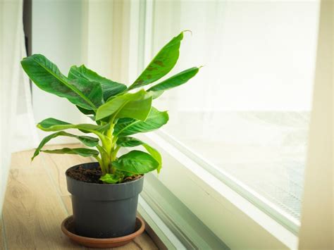 Indoor Banana Plant: How To Grow Banana Inside