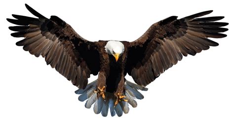 Bald Eagle PNG Image - PNG All | PNG All