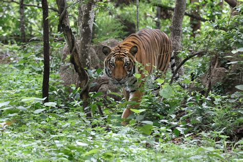 Ecotourism payments for more wildlife sightings linked to conservation benefits in Laos