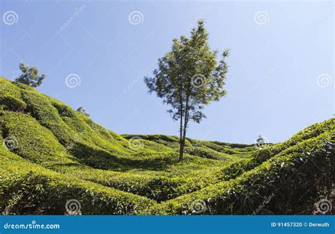 Tea plantations in kerala stock photo. Image of south - 91457320