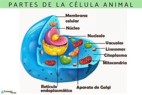 Partes de la célula animal y sus funciones - ¡Resumen con esquemas!