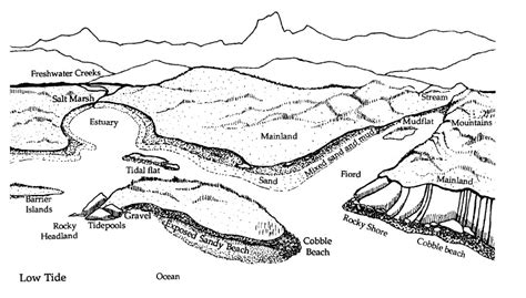 Estuary Diagram For Kids