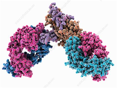 Ebola virus glycoprotein complex - Stock Image - C035/6316 - Science ...