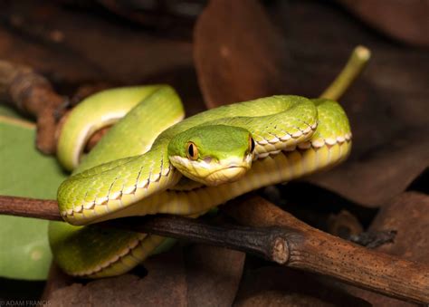 Bamboo Viper - Trimeresurus albolabris — HongKongSnakeID.com