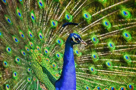 Peacock Symbolism: What Does A Peacock Symbolize?