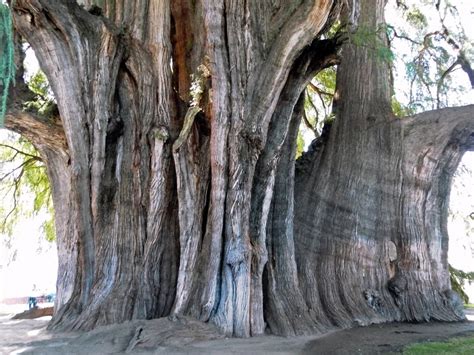 Top 10 largest trees in the world. Article lists 10 largest known tree ...