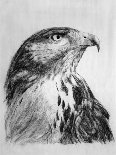 charcoal Bird by augustoflores on DeviantArt