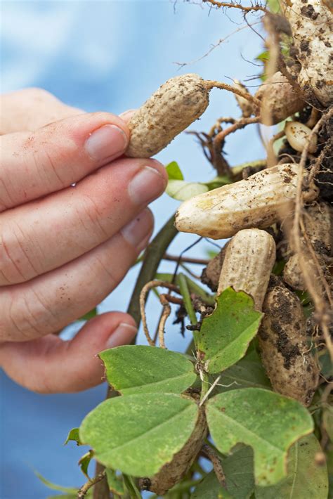 How and When to Harvest Peanuts