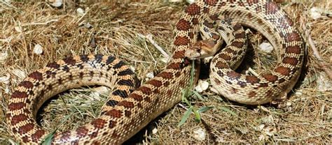 The Intimidating Gopher Snake | Critter Science