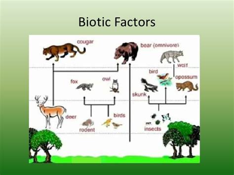 Temperate Forest Power Point