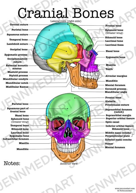 Hoja de trabajo de anatomía de los huesos craneales solo lleno, digital descargar carta de ...