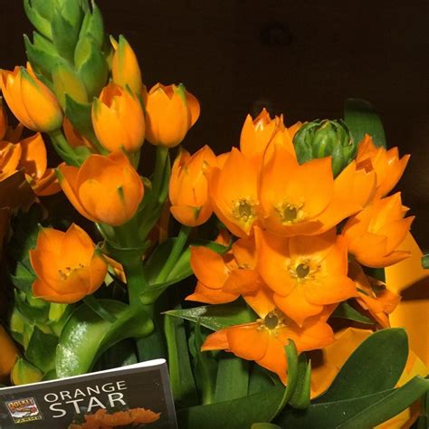 Orange Star Plant Information - Learn About Orange Star Plant Care | Gardening Know How