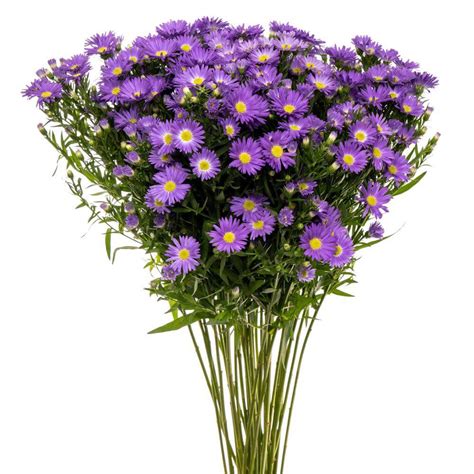 Purple - Mardi Gras Aster - Esmeralda Farms Wholesale Flowers