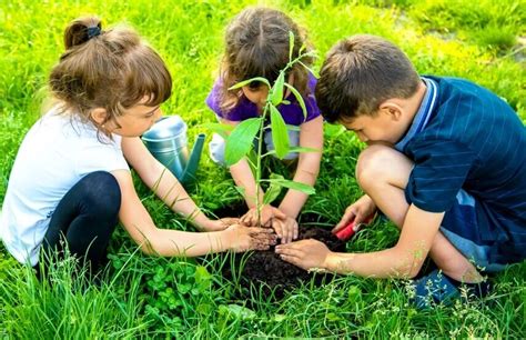 How To Conduct A Tree Planting Activity With Kids