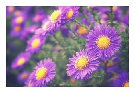 Autumn Asters Flowers Blossoms Free Stock Photo - Public Domain Pictures