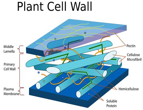 Plant cell wall diagram - /plants/diagrams/Plant_cell_wall_diagram.png.html