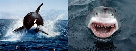 Insightfully Unorthodox: Killer Whale VS Shark...Fight!