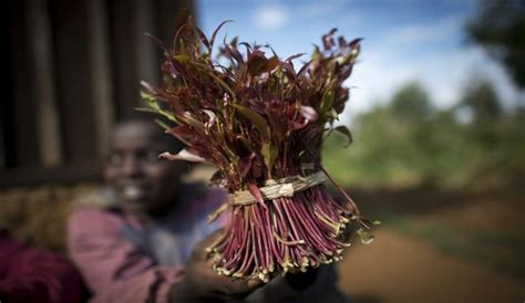 Mombasa Women Want Miraa Banned, Citing Denial of Conjugal Rights